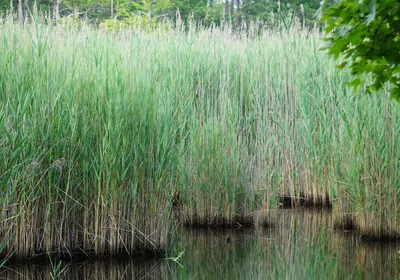 Invasive <em>Phragmites australis</em> in North Carolina's Alligator River National Wildlife Refuge